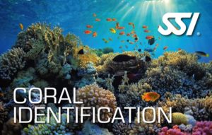 ssi specialty coral identification
