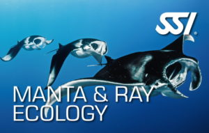 ssi specialty manta & ray ecology