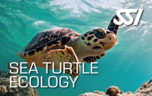 ssi specialty sea turtle ecology